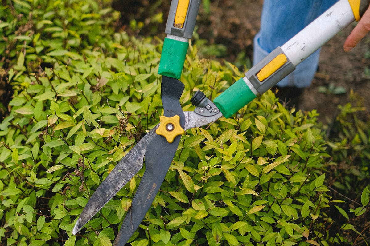 Entretien de jardin et taille de haie à Nice